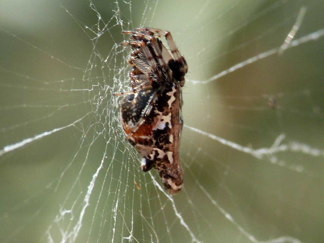 Cyclosa insulana - Palau (OT)